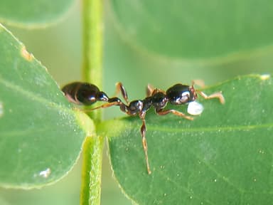 Tetraponera allaborans photo 6