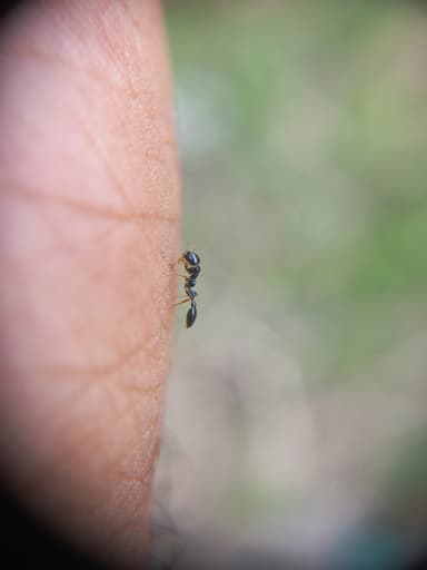 Tetraponera allaborans photo 7