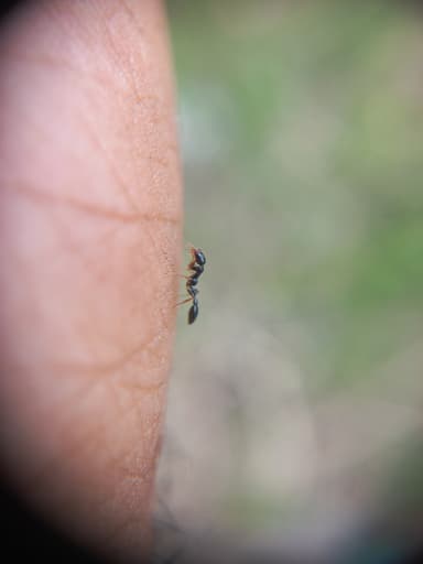 Tetraponera allaborans photo 8