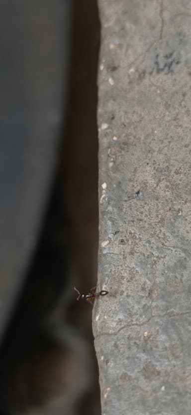 Tetraponera allaborans photo 10
