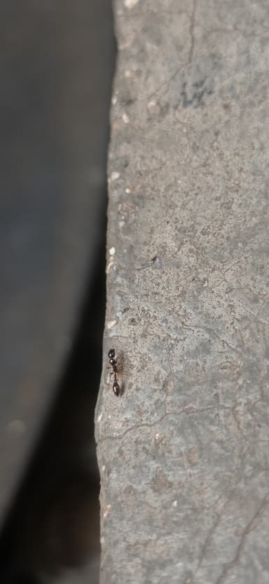 Tetraponera allaborans photo 12