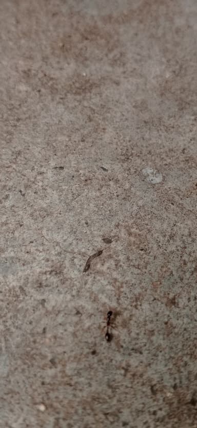 Tetraponera allaborans photo 16