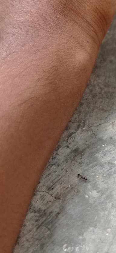 Tetraponera allaborans photo 18