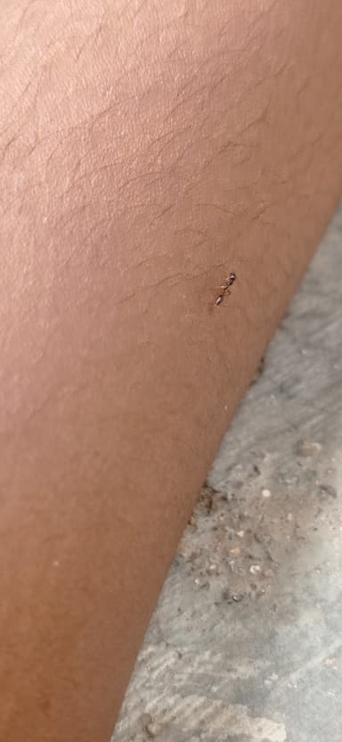 Tetraponera allaborans photo 19