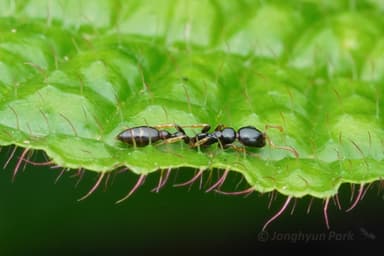 Tetraponera allaborans photo 26