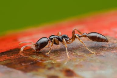 Tetraponera allaborans photo 27