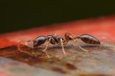 Tetraponera allaborans photo 28