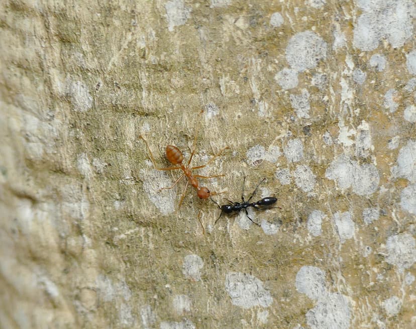 Tetraponera nigra photo 1
