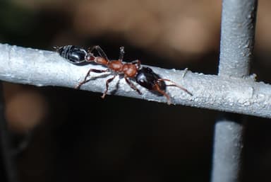 Tetraponera rufonigra photo 11