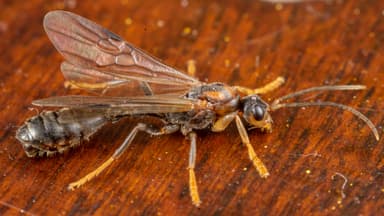 Tetraponera rufonigra photo 39