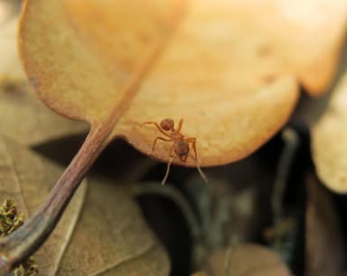 Trachymyrmex septentrionalis photo 11