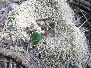 Trachymyrmex septentrionalis photo 77