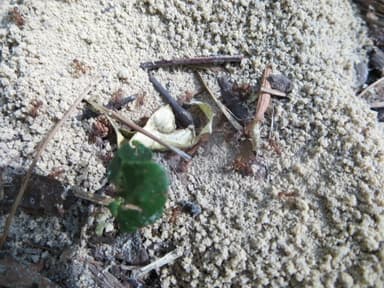 Trachymyrmex septentrionalis photo 78