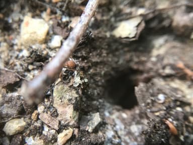 Trachymyrmex septentrionalis photo 86