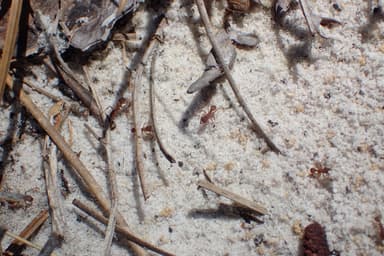 Trachymyrmex septentrionalis photo 93
