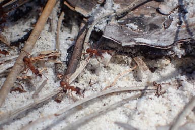 Trachymyrmex septentrionalis photo 97