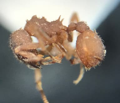 Trachymyrmex septentrionalis photo 103