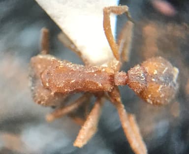 Trachymyrmex septentrionalis photo 105