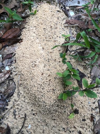 Trachymyrmex septentrionalis — colony photo 107