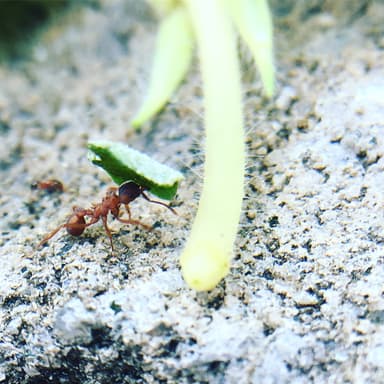 Trachymyrmex septentrionalis photo 108