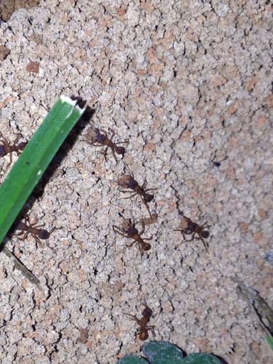 Trachymyrmex septentrionalis photo 110