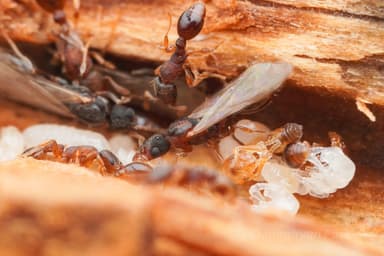 Vollenhovia emeryi — queen photo 1
