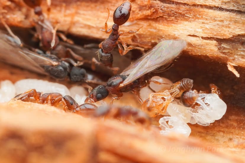 Vollenhovia emeryi photo 1