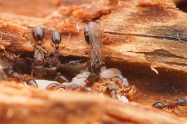 Vollenhovia emeryi — queen photo 2