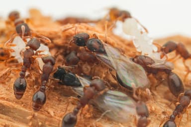 Vollenhovia emeryi — queen photo 3