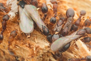 Vollenhovia emeryi — queen photo 4