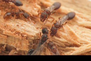 Vollenhovia emeryi — queen photo 5