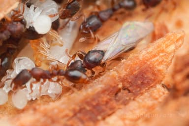 Vollenhovia emeryi — queen photo 6