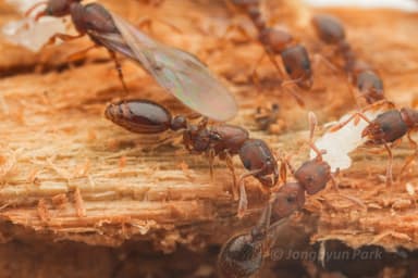 Vollenhovia emeryi — queen photo 7