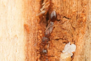 Vollenhovia emeryi — queen photo 8
