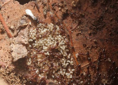 Vollenhovia emeryi photo 9