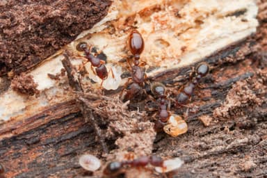 Vollenhovia emeryi photo 10