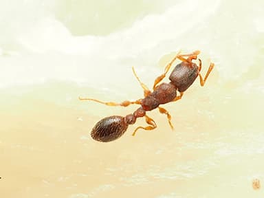 Vollenhovia emeryi photo 11