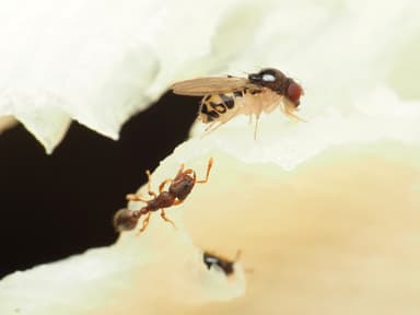 Vollenhovia emeryi photo 12