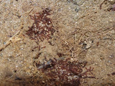 Vollenhovia emeryi photo 13