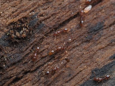 Vollenhovia emeryi photo 15